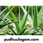 கற்றாழை ஜெல் பயன்கள் - Aloe Vera Benefits Tamil