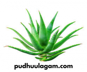 சோற்று கற்றாழை பயன்கள் | Aloe Vera Benefits Tamil