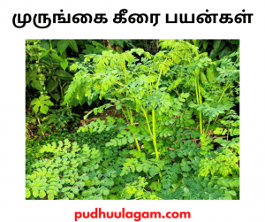 முருங்கை கீரை பயன்கள் - murungai keerai benefits