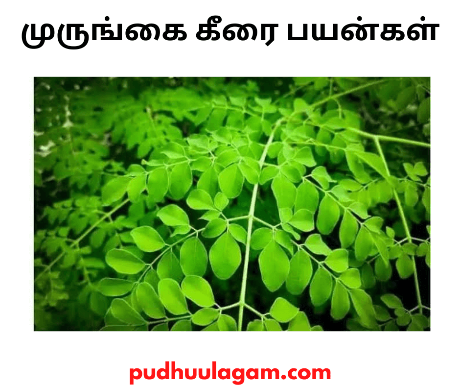 முருங்கை கீரை பயன்கள் - murungai keerai benefits