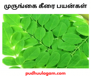 முருங்கை கீரை பயன்கள் - murungai keerai benefits