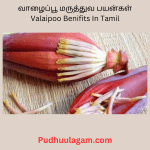 வாழைப்பூ மருத்துவ பயன்கள்- Valaipoo Benifits In Tamil