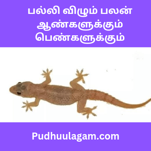 பல்லி விழும் பலன் ஆண்களுக்கும் பெண்களுக்கும்