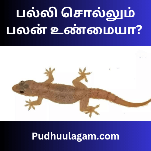 பல்லி சொல்லும் பலன் உண்மையா? வீட்டில் பல்லி சொல்லும் பலன்