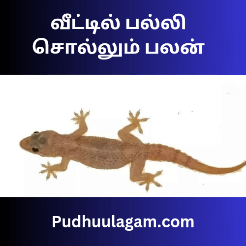 வீட்டில் பல்லி  கத்தினால் என்ன பலன்